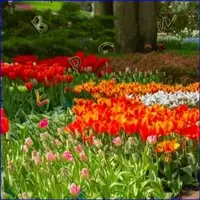 Flower Garden 2 Spielszene