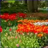 Flower Garden 2 Mini GIF